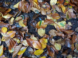 Close up Autumn leaves wet in rain brown and green oak and other autumn fall leaf patterns covered...