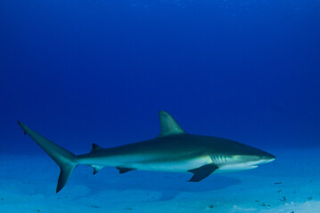 An impressive sized reef shark cruising along the reef in the Cayman Islands