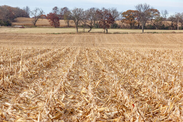 Corn stubble in a field harvested for grain with other fields and trees in the background.