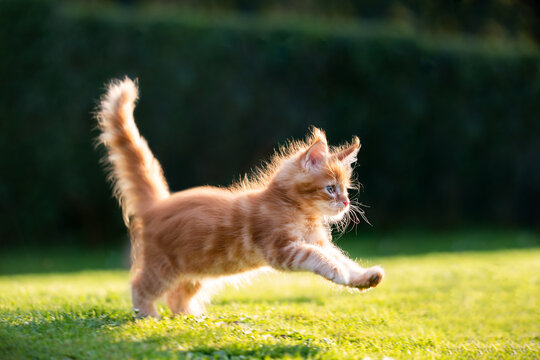 playful red ginger tabby maine coon kitten running on grass outdoors in sunlight