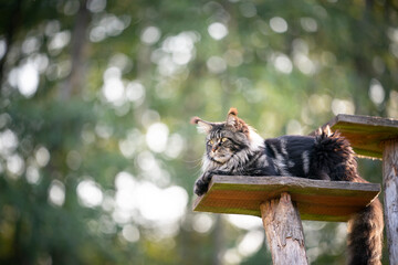 tabby maine coon cat resting on natural scratching post tree plank outdoors in forest