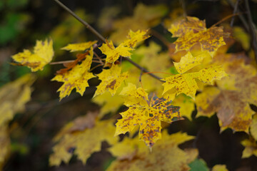 falling autumn leaves in the forest