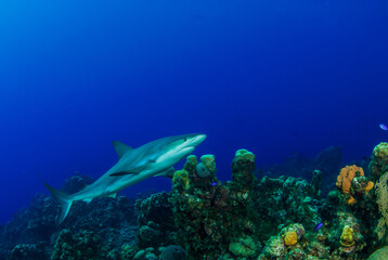 Fototapeta na wymiar An impressive sized reef shark cruising along the reef in the Cayman Islands