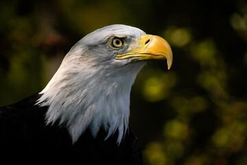Obraz premium American Bald Eagle Portrait