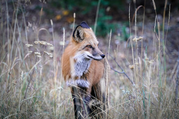 Red Fox