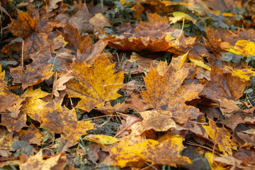 falling autumn leaves in the forest