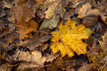 falling autumn leaves in the forest