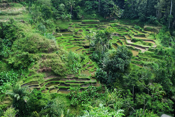 rice terraces in island