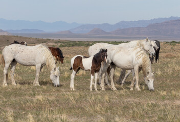 Wild horses in the Utah Desert in Spring