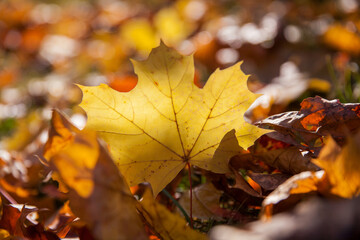 autumn leaves on the ground