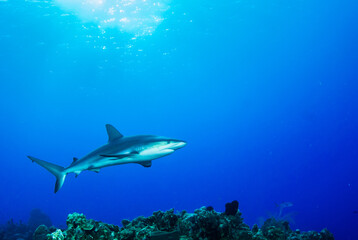 An impressive sized reef shark cruising along the reef in the Cayman Islands