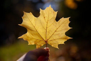 hand holding autumn leaf