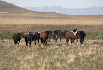 Fototapeta na wymiar Wild horses in the Utah Desert in Spring