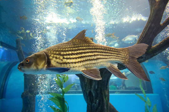 The big Soro Brook Carp fish in water