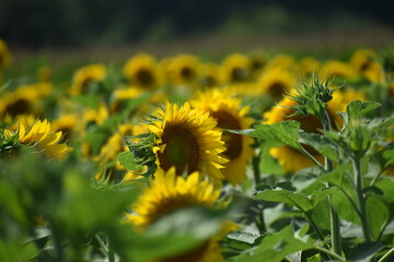 A closeup on a field of sunflowers