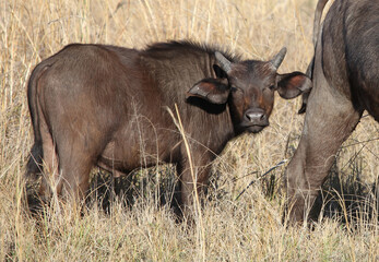 Buffalo calf, Sabi Sands Game Reserve, South Africa
