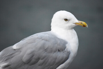 Closeup of a seagull