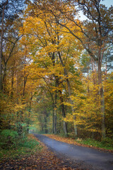 Naklejka na ściany i meble road in a beautiful colorful autumn forest