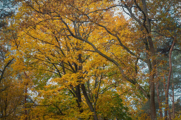 road in a beautiful colorful autumn forest