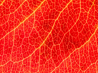 Naklejka na ściany i meble Underside of a translucent autumnal leaf in different shades.