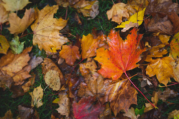 Fallen Yellow, Orange and Brown Maple Leaves in Autumn