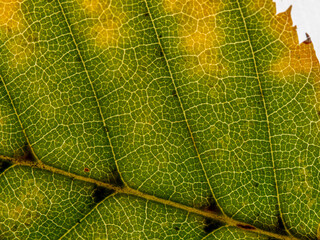 Underside of a translucent autumnal leaf in different shades.