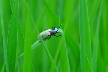 insecto noroccidental