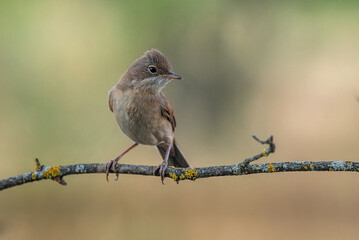 common whintethroat bird on branch with warm background