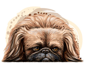 Pekingese dog. Wall sticker. Color, vector drawing portrait of a Pekingese dog in watercolor style on a white background. Separate layer. Digital vector drawing.