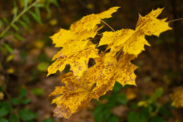 falling autumn leaves in the forest