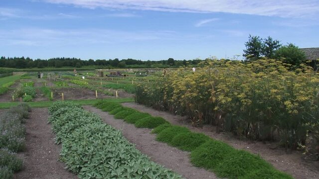 Herb garden with rows of sage, thyme and savory + pan fennel herb in flower.