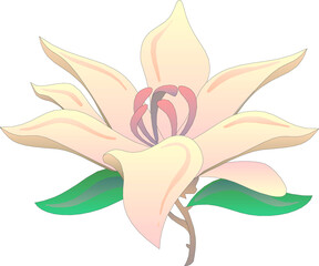 Illustration of flower plant