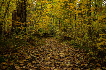 Forest trail in autumn with many fallen yellow leaves