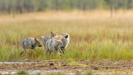 Young Grey wolfs are playing together on the Finnish swamp. © Risto