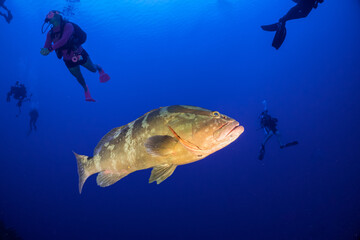 Fototapeta na wymiar Scuba divers watching a nassau grouper at home on a tropical reef