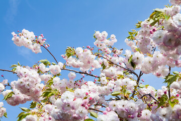 八重桜