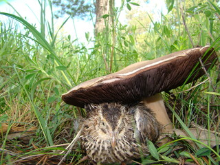Quail.
Quail seating under the mushroom.
Camouflaged animals.
bird camouflage.
Wild quail, organic quails.
Beautiful brown chicken.
poultry, farm animals, small animal, desert birds, wings, wildlife