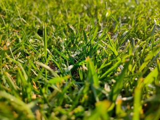 green grass background