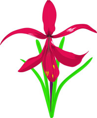Illustration of flower plant