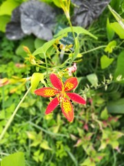 fleur  orange