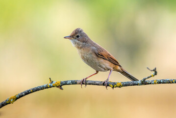 common whintethroat bird on branch with warm background