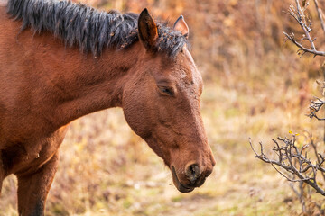 Obraz premium portrait of a horse