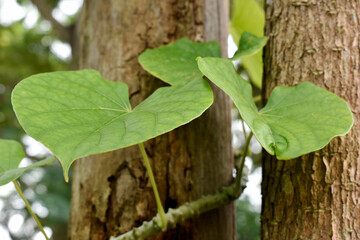 Heart-leaved moonseed (Tinospora crispa), with green heart-shaped leaves on a blurred background, is an herb to control blood pressure and diabetes. 