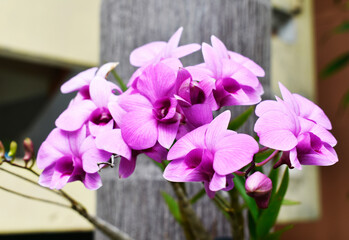 A pink-purple orchid blooming on a blurred background.
