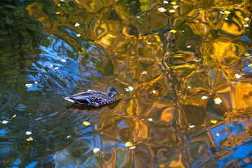 Wild ducks swim in a pond. Bright, mosaic reflection of autumn trees in the water.
