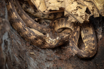 The keeled slug-eating snake hiding under dead leaf