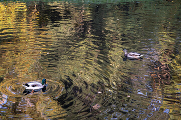 Wild ducks swim in a pond. Bright, mosaic reflection of autumn trees in the water.