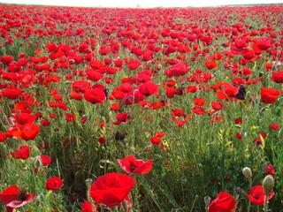 Obraz premium Syria travel. 2008. Red carpet of flowers in Northern countryside in Aleppo. Anemone, red flower, windflowers, spring. The vast red carpets of anemones have become a major tourist attraction of Syria 