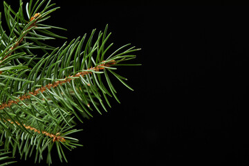 green fir branch isolated on black background, Christmas fir close-up