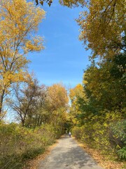 autumn in the forest, road among trees